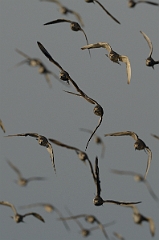 David Plant Photography - Wildlife Photography - Knot - R